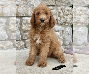 Poodle (Standard) Puppy for sale in CLAREMORE, OK, USA