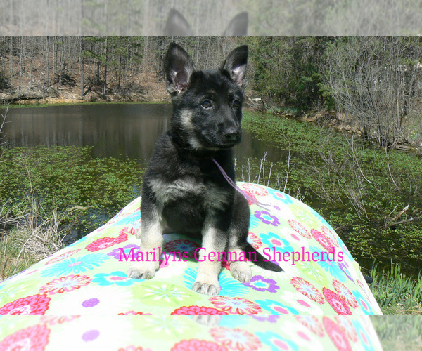 Medium Photo #6 German Shepherd Dog Puppy For Sale in PIEDMONT, MO, USA