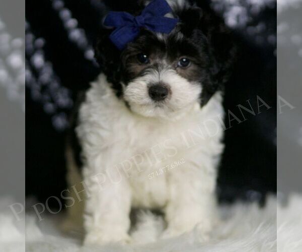 Medium Photo #2 Maltipoo Puppy For Sale in WARSAW, IN, USA