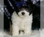 Small #1 Maltipoo