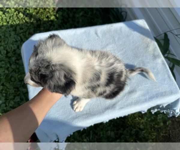 Medium Photo #22 Australian Shepherd Puppy For Sale in HYDEN, KY, USA