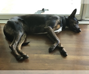 Belgian Malinois-Unknown Mix Puppy for sale in WEST HILLS, CA, USA