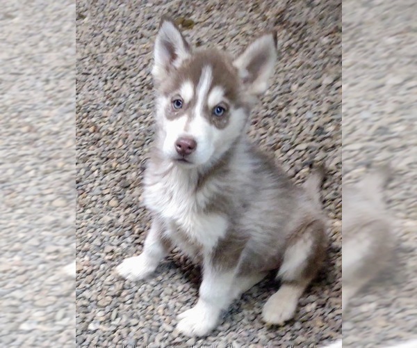 Medium Photo #2 Siberian Husky Puppy For Sale in TUCSON, AZ, USA