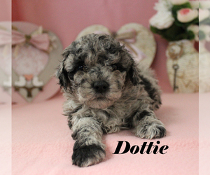 Poodle (Toy) Puppy for sale in CHANUTE, KS, USA