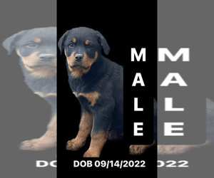 Rottweiler Puppy for sale in ELDERWOOD, CA, USA