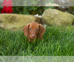 Small #2 Dachshund
