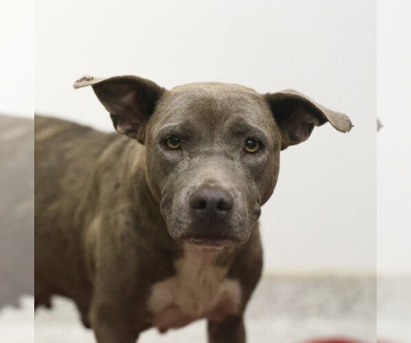 Medium Photo #1 American Staffordshire Terrier-Unknown Mix Puppy For Sale in San Antonio, TX, USA