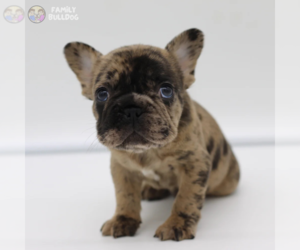 French Bulldog Puppy for sale in NEW YORK, NY, USA