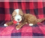 Small #3 Cavapoo
