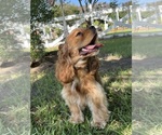 Small Photo #1 Cocker Spaniel Puppy For Sale in HUFFMAN, TX, USA