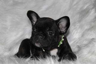 French Bulldog Puppy for sale in FAIRVIEW, UT, USA