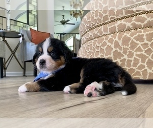 Bernese Mountain Dog Puppy for Sale in FLEMING ISLAND, Florida USA