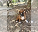 Small Photo #26 Boxer Puppy For Sale in ESPANOLA, NM, USA