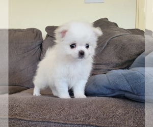 Pomeranian Puppy for sale in SANTA CLARITA, CA, USA