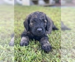 Small Photo #7 Goldendoodle Puppy For Sale in DENTON, NC, USA