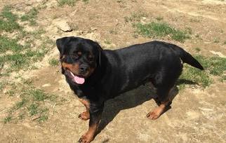 Mother of the Rottweiler puppies born on 09/01/2018