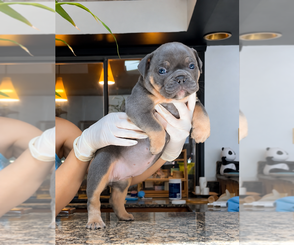 Medium Photo #1 Olde English Bulldogge Puppy For Sale in FORT WORTH, TX, USA