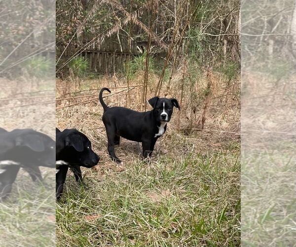 Medium Photo #3 American Pit Bull Terrier-Unknown Mix Puppy For Sale in Slidell, LA, USA