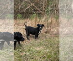Small #2 American Pit Bull Terrier Mix