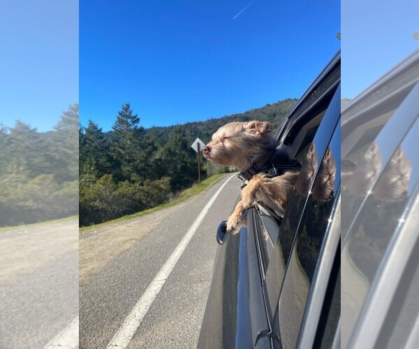 Medium Photo #4 Chihuahua-Unknown Mix Puppy For Sale in San Jose, CA, USA