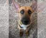 Small #1 German Shepherd Dog Mix