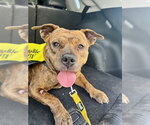 Small #1 American Staffordshire Terrier Mix