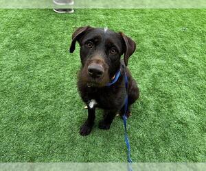 German Wirehaired Pointer-Unknown Mix Dogs for adoption in Grand Prairie, TX, USA