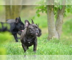 Small #13 French Bulldog