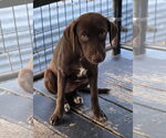 Small #4 German Shorthaired Lab