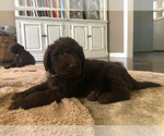 Small Photo #4 Labradoodle Puppy For Sale in FLORENCE, TX, USA