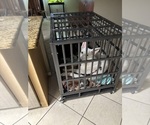 Small #1 German Shepherd Dog