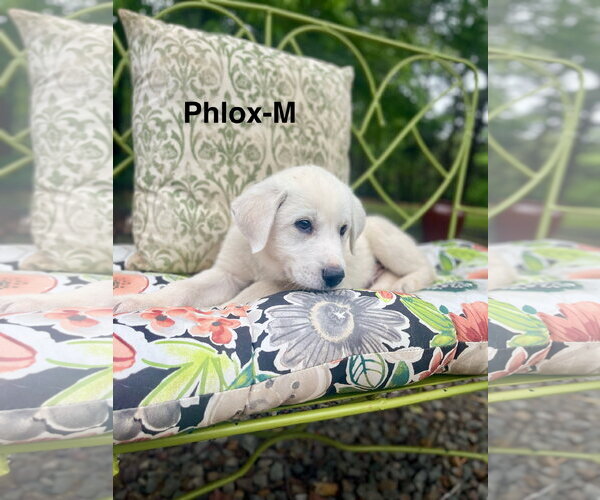 Medium Photo #2 Labrenees Puppy For Sale in Rockaway, NJ, USA