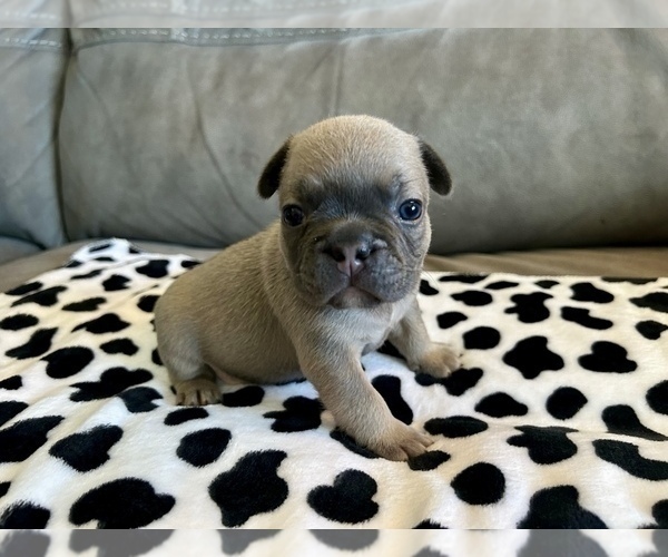 Medium Photo #37 French Bulldog Puppy For Sale in WASHINGTON, DC, USA