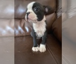 Small Photo #3 Boston Terrier Puppy For Sale in SANDERSON, FL, USA