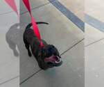 Small #2 Mutt