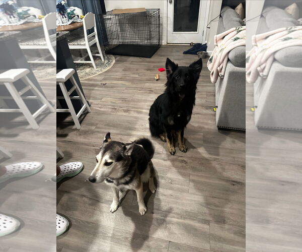 Medium Photo #3 German Shepherd Dog Puppy For Sale in La Grange , NC, USA