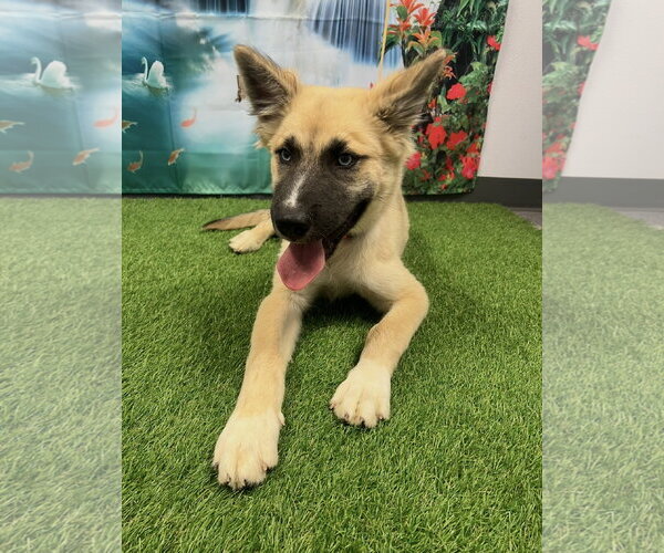Medium Photo #4 Mutt Puppy For Sale in Euless, TX, USA