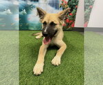 Small #3 Mutt
