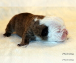 Small Photo #9 English Bulldog Puppy For Sale in WINNSBORO, TX, USA