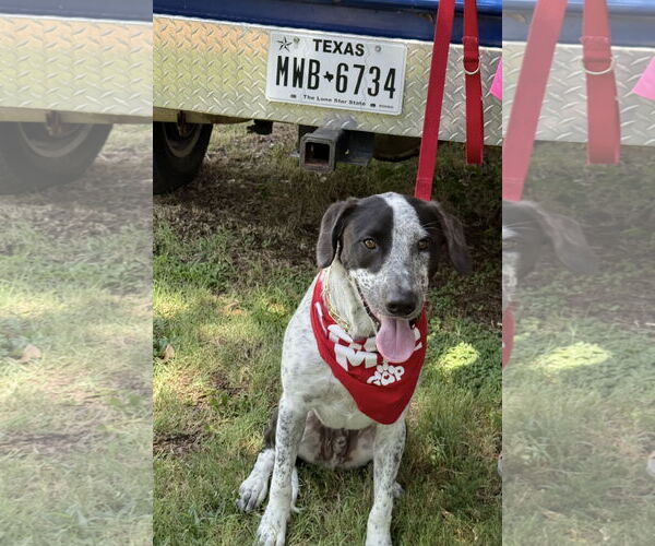 Medium Photo #19 Mutt Puppy For Sale in Euless, TX, USA