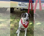Small #18 Mutt