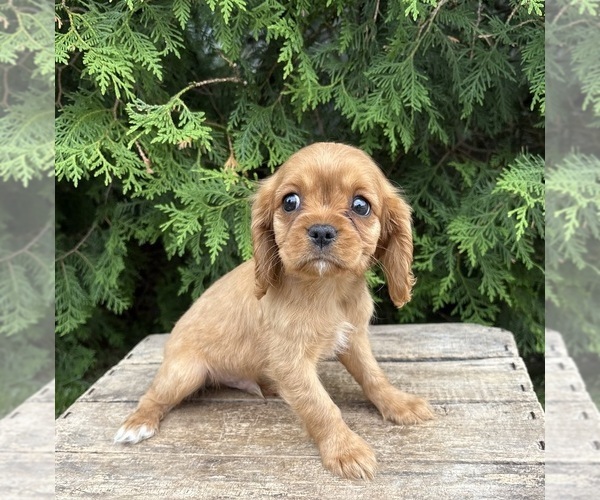 Medium Photo #4 Cavalier King Charles Spaniel Puppy For Sale in MIDDLEBURY, IN, USA