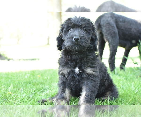 Medium Photo #3 Bernedoodle Puppy For Sale in KENNEDY, MN, USA
