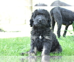 Small Photo #3 Bernedoodle Puppy For Sale in KENNEDY, MN, USA