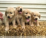 Small Photo #8 Golden Retriever Puppy For Sale in ARCHBALD, PA, USA