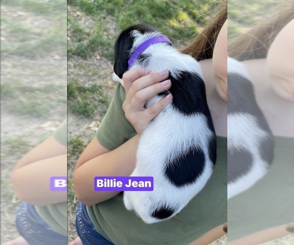 Medium Photo #29 Pointer Puppy For Sale in SACRAMENTO, CA, USA