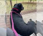 Small #13 Labrador Retriever Mix