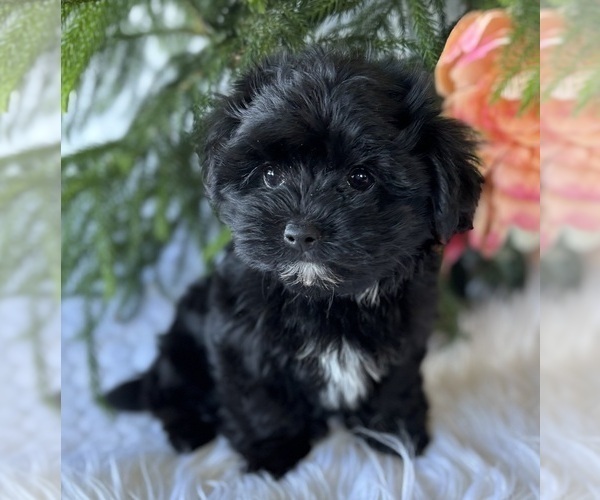 Medium Photo #1 Morkie Puppy For Sale in ROCK STREAM, NY, USA