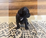 Small Photo #34 Cane Corso Puppy For Sale in BARBOURSVILLE, VA, USA
