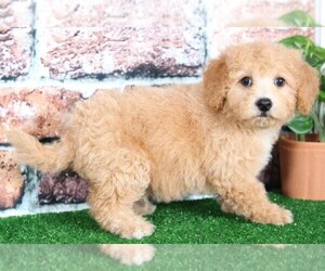 Poochon Puppy for sale in BEL AIR, MD, USA